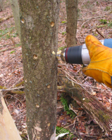 Drilling holes for mushroom inoculation.