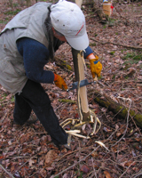 Non-herbicide depdendent method for controlling Ailanthus.