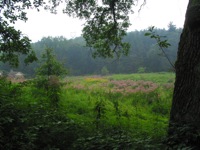 Blue Owl Hollow meadow in summer