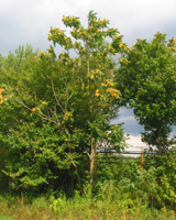 Ailanthus altissima in full bloom.